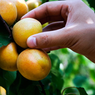 PRODOTTI PER L'AGRICOLTURA BIOLOGICA