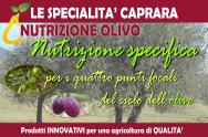 NUTRIZIONE - CAMPIONI PER LA COLTURA DELL'OLIVO